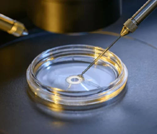 IVF embryology in Carolina Conceptions' CAP-accredited laboratory